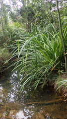 Pandanus austrosinensis