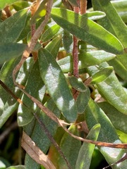 Atriplex paludosa paludosa