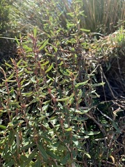 Atriplex paludosa paludosa