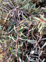 Atriplex paludosa paludosa