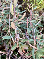 Atriplex paludosa paludosa