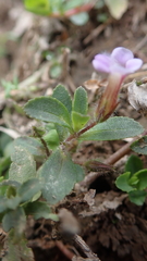 Limnophila chinensis