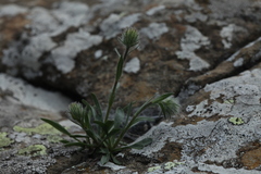 Erigeron caucasicus venustus