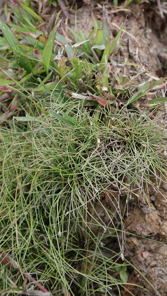 Eleocharis retroflexa (Plantas de Costa Rica asociadas a ecositemas de ...