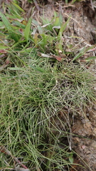 Eleocharis retroflexa