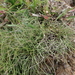 Eleocharis retroflexa - Photo (c) H.T.Cheng, some rights reserved (CC BY-NC), uploaded by H.T.Cheng