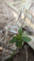 Limnophila aromatica