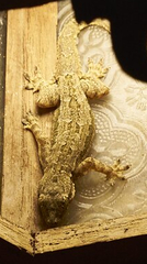 Hemidactylus platyurus