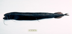 Opostomias micripnus
