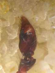 Creugas gulosus