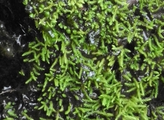 Philonotis capillaris