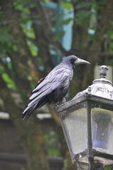 Corvus frugilegus
