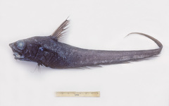 Kapala Whiptail photo 3
