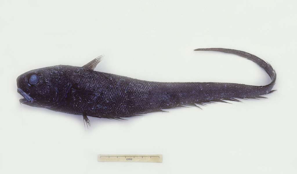 Velvet Whiptail