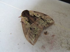 Dirphiopsis multicolor