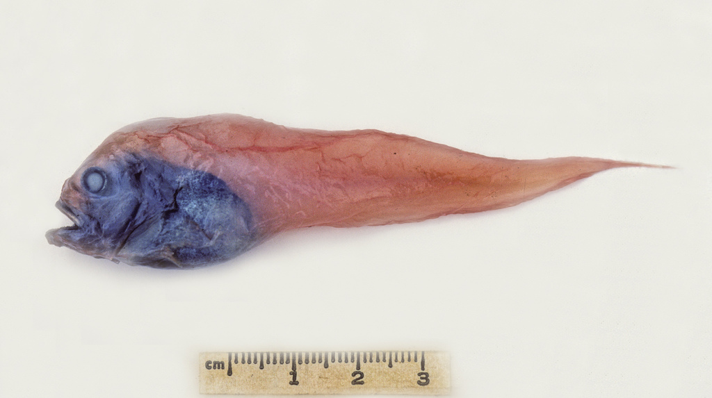Palemouth Snailfish