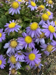 Aster asa-grayi