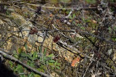 Petrosedum amplexicaule