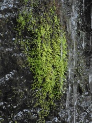 Philonotis capillaris