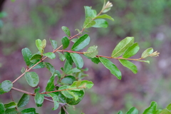 Combretum hereroense