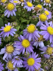 Aster asa-grayi