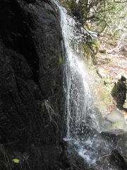 Philonotis capillaris