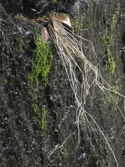 Philonotis capillaris