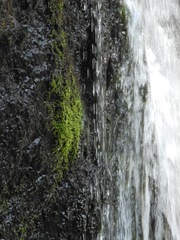 Philonotis capillaris