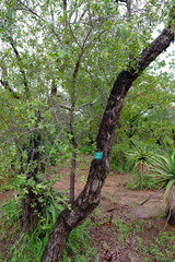 Combretum hereroense