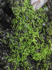 Philonotis capillaris