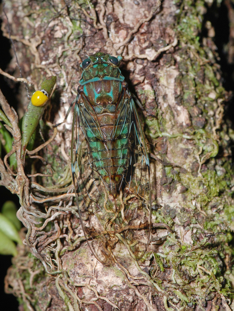 Psithyristriini