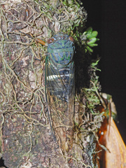 Chremistica guamusangensis