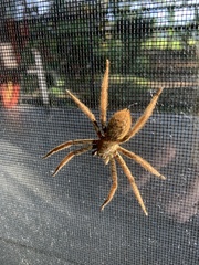 Cupiennius coccineus