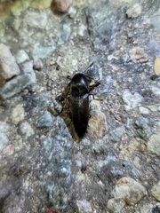 Diplostethus opacicollis