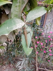 Orthoptera