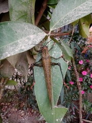 Orthoptera