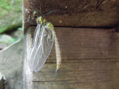 Somatochlora tenebrosa