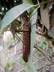 Orthoptera