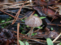Psathyrella pennata