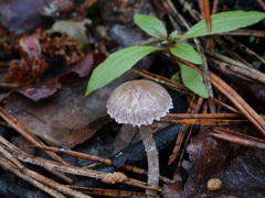 Psathyrella pennata