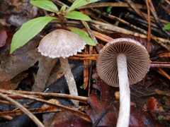 Psathyrella pennata