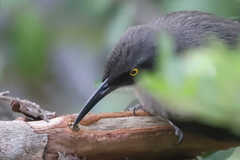 Cinclocerthia gutturalis