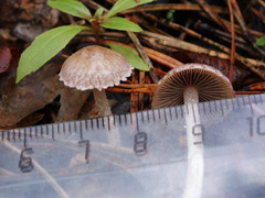 Psathyrella pennata