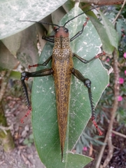 Orthoptera