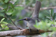 Cinclocerthia gutturalis