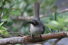 Cinclocerthia gutturalis