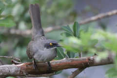 Cinclocerthia gutturalis