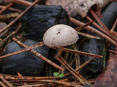 Psathyrella pennata