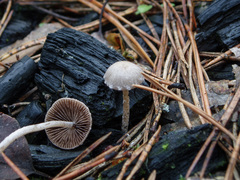 Psathyrella pennata