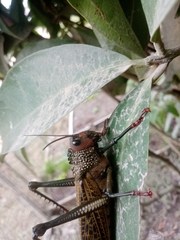 Orthoptera